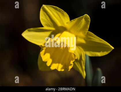 Printemps dans un parc de Londres, gros plan d'une seule tête de fleur de Daffodil (alias narcissus et jonquil), plantes vivaces de la famille des amaryllis. Banque D'Images