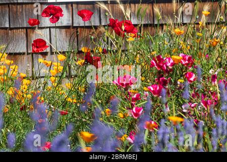 coquelicots orientaux rouges, coquelicots orange de californie, claclkia de hot pin et lavande violette au soleil Banque D'Images