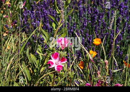 des coquelicots de californie, de la claclkia rose chaude et des pointes de lavande plantées ensemble au soleil Banque D'Images