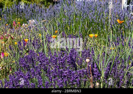 épis de lavande pourpre aromatique avec des coquelicots de californie et de la clamkia au soleil Banque D'Images