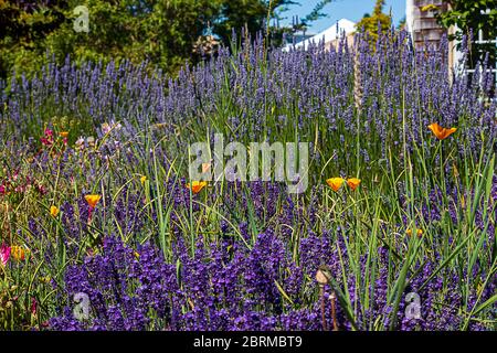 épis de lavande pourpre aromatique avec des coquelicots de californie et de la clamkia au soleil Banque D'Images