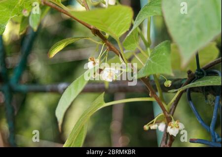Actinidia arguta la fleur de kiwi Banque D'Images