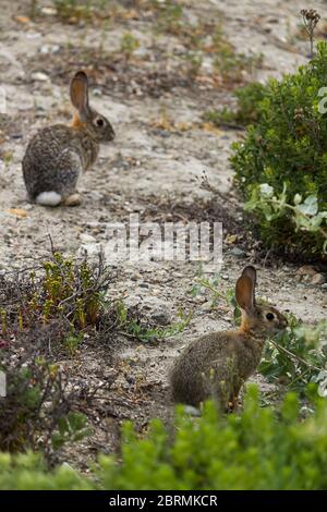 deux jeunes lapins se nourrgent sur les mauvaises herbes indigènes à flanc de colline Banque D'Images