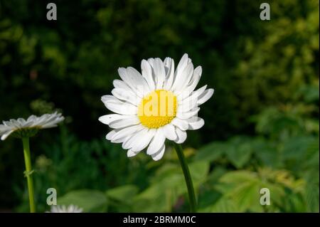 Leucanthemum vulgare, communément appelé le dais de chien ou d'œilleton Banque D'Images