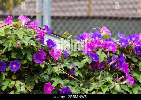 une beauté matinale épaisse et saine en pleine floraison sur la clôture Banque D'Images