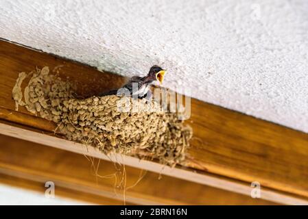 Nichent sur le toit d'une maison d'hirondelles, Hirundo rustica, avec les poussins pour demander de la nourriture pour leur mère. Banque D'Images