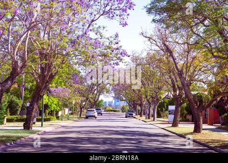 Rue de Perth bordée de Jacaranda, qui fleurit de fleurs violettes. Jacaranda mimosifolia connu sous le nom de jacaranda bleu, poui noir ou l'arbre de fougères Banque D'Images