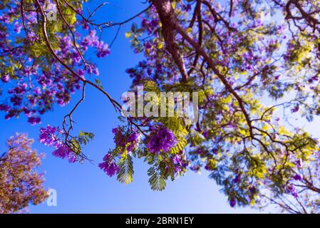 Jacaranda arbre fleurit avec des fleurs violettes sur fond bleu ciel. Jacaranda mimosifolia connu sous le nom de jacaranda bleu, poui noir ou l'arbre de fougères Banque D'Images