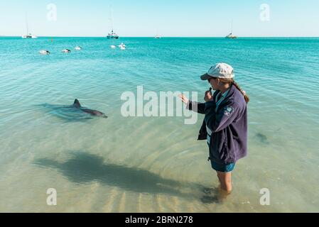 Monkey Mia, novembre 2019 : biologiste marin et grands dauphins sur les rives de la plage Monkey Mia. Expérience de nourrissage des dauphins sauvages Banque D'Images