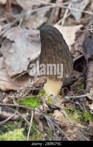 Champignons morilles comestibles sur le sol des bois pour la recherche de nourriture sauvage Banque D'Images