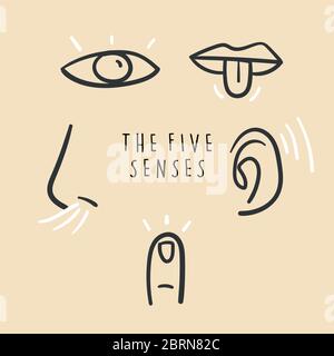 Icônes simples dessinées à la main représentant les cinq sens. Gribouillages dessinés à la main. Illustration de Vecteur