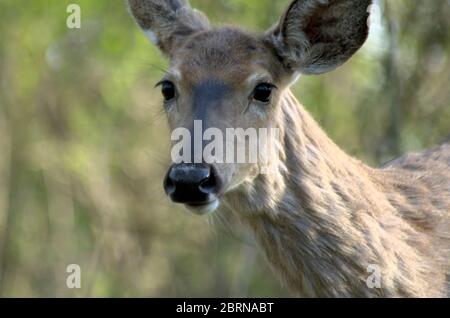 Un cerf de Virginie se retourne vers le photographe à Lynde Shores Conservation Area, Whitby, Ontario, Canada Banque D'Images