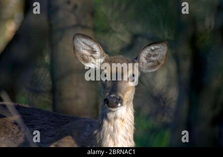 Un cerf de Virginie se retourne vers le photographe à Lynde Shores Conservation Area, Whitby, Ontario, Canada Banque D'Images