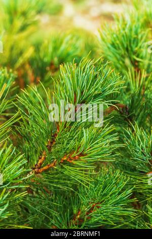 Aiguilles de branche PIN de pierre japonaise Pinus Pumila. Plante médicinale conifères naturelle utilisée en médecine traditionnelle et populaire. Vue verticale rapprochée o Banque D'Images