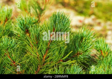 Aiguilles de PIN de PIN de pierre de Dwarf Pinus Pumila. Vue rapprochée sur un fond floral naturel. Plante médicinale naturelle utilisée dans la médecine traditionnelle et populaire Banque D'Images