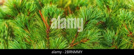 Aiguilles de PIN de pierre japonaise Pinus Pumila. Plante médicinale naturelle utilisée en médecine traditionnelle et populaire. Bannière de vue rapprochée pour la conception Banque D'Images