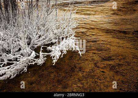 WY04582-00...WYOMING - motif et texture d'un Bush dépoli dans les eaux chaudes et chaudes de source pendant l'hiver à Mammoth Hot Springs dans le parc national de Yellowstone Banque D'Images