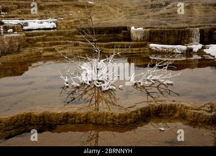 WY04585-00...WYOMING - motif et texture d'un Bush dépoli dans les eaux chaudes et chaudes de source pendant l'hiver à Mammoth Hot Springs dans le parc national de Yellowstone Banque D'Images