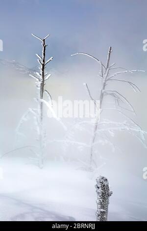 WY04611-00...WYOMING - vapeur de Canary Spring se transformant en brouillard lors d'une matinée fraîche à Mammoth Hot Springs dans le parc national de Yellowstone. Banque D'Images