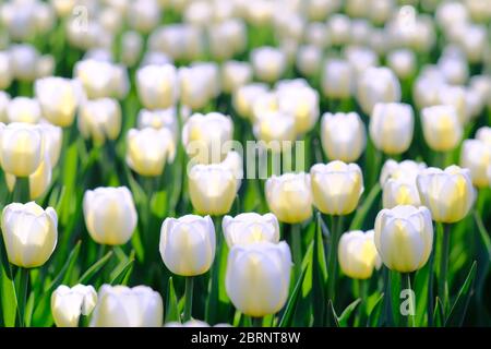 Le lit de tulipe 16 (cultivar Angels Wish) au COVID-19 a annulé le Festival canadien des tulipes 2020, Ottawa (Ontario), Canada. Banque D'Images