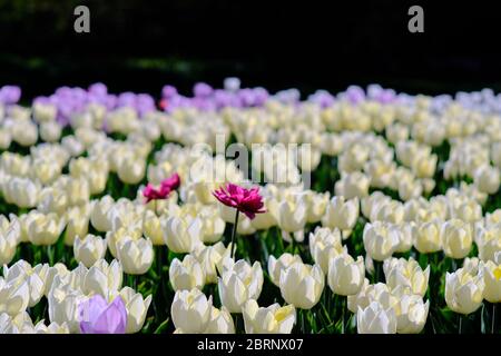 Lit de tulipe 2 (cultivars Ivory Floradale & Pink impression) au COVID-19 annulé Festival canadien des tulipes 2020, Ottawa, Ontario, Canada. Banque D'Images