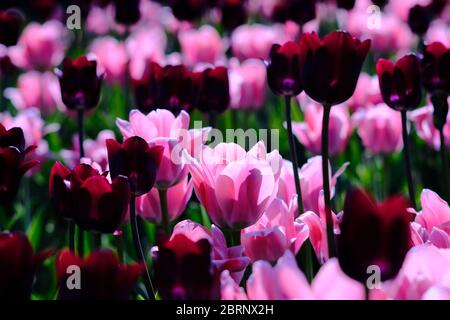 Lit de tulipe 15 (cultivars Continental et Apricona) au COVID-19 annulé (en ligne seulement) Festival canadien des tulipes 2020, Ottawa, Ontario, Canada. Banque D'Images