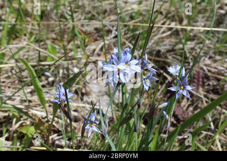 Faites une recherche sur l'herbe à l'œil bleu dans la prairie à herbes hautes restaurée de Miami Woods, à Morton Grove, Illinois Banque D'Images