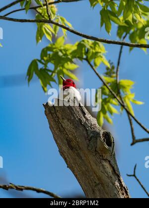 Pic à tête rouge, Melanerpes erythrocephalus, un magnifique pic trouvé dans les forêts de l'est de l'Amérique du Nord Banque D'Images