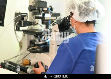 Ulm, Allemagne. 13 mai 2020. Un employé du centre de fertilité travaille sur un microscope. En période de pandémie de corona, le Centre de fertilité d'Ulm se concentre de plus en plus sur le counseling en ligne. (À dpa 'Dessire for children in corona Times - 'les couples sont non sûrs') Credit: Felix Kästle/dpa/Alay Live News Banque D'Images