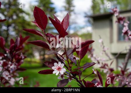 Vue rapprochée de magnifiques fleurs blanches et rouges sur un fond de cerisier à feuilles violettes (prunus cistena) avec un arrière-plan défoqué Banque D'Images