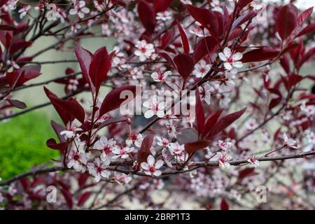 Vue rapprochée de magnifiques fleurs blanches et rouges sur un fond de cerisier à feuilles violettes (prunus cistena) avec un arrière-plan défoqué Banque D'Images