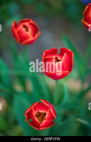 Variété de tulipes Dow Jones dans un jardin au printemps, Angleterre, Royaume-Uni Banque D'Images