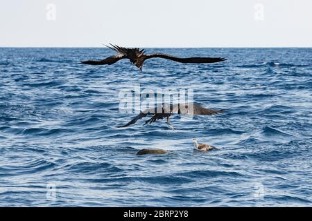 Magnifique oiseau frégate, attrape des poissons appâts qui essayaient de s'abriter sous une tortue de mer ridley d'olive flottant à la surface, au large du Costa Rica Banque D'Images