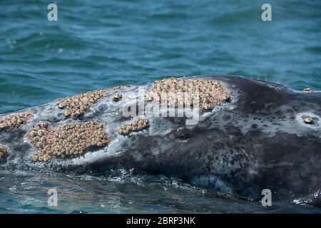 La tête d'une baleine grise, Eschrichtius robustus, surmontée dans la lagune de San Ignacio, Baja, Mexique; est recouverte de nombreuses barnacles et de poux; Banque D'Images