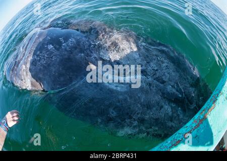 Le veau de baleine grise, Eschrichtius robustus, se déplace pour observer les visiteurs en bateau, lagune de San Ignacio, Réserve de biosphère d'El Vizcaino, Baja, Mexique Banque D'Images