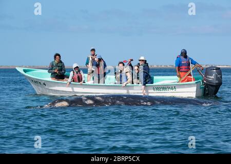 Baleine grise amicale, Eschrichtius robustus, surfaces à côté d'un bateau d'observation des baleines, lagune de San Ignacio, réserve El Vizcaino, Baja, Mexique Banque D'Images