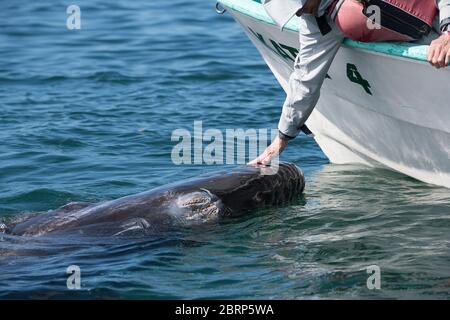 Sympathique veau de baleine grise, Eschrichtius robustus, surfaces à côté d'un bateau d'observation des baleines, lagon de San Ignacio, réserve El Vizcaino, Baja, Mexique Banque D'Images