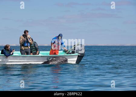 Sympathique veau de baleine grise, Eschrichtius robustus, surfaces à côté d'un bateau d'observation des baleines, lagon de San Ignacio, réserve El Vizcaino, Baja, Mexique Banque D'Images