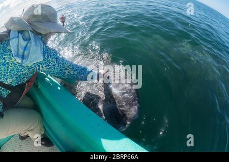 Sympathique veau de baleine grise, Eschrichtius robustus, surfaces à côté d'un bateau d'observation des baleines, lagon de San Ignacio, réserve El Vizcaino, Baja, Mexique Banque D'Images