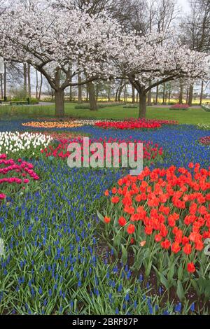 Rivière fleurie de Muscari bleu 'Bluefields Beauty' fleurs, tulipes, et arbres en fleur au printemps dans les jardins de Keukenhof, aux pays-Bas Banque D'Images