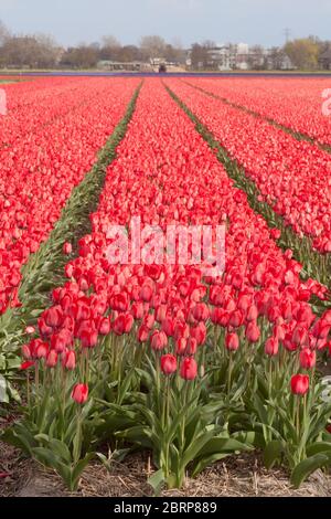 Des rangées de tulipes rouges se développent dans le champ agricole de la province de la Hollande-Sud, aux pays-Bas Banque D'Images