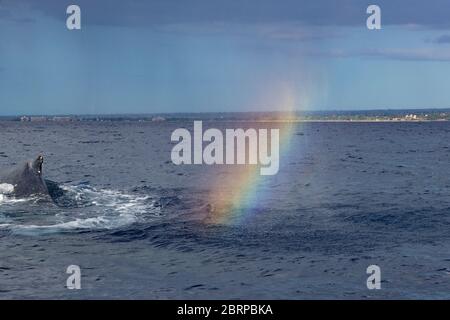 Un arc-en-ciel ou un arc-en-ciel de baleine scintille dans le bec dérivant d'une baleine à bosse, Megaptera novaeangliae, Kihei, Maui, Hawaii, Hawaii Wha à bosse Banque D'Images