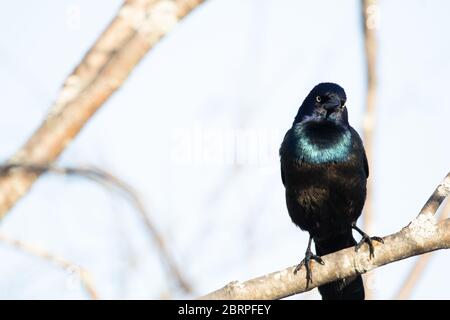 Râle commun (Quiscalus quiscula) perché sur une branche d'arbre à fond bleu Banque D'Images