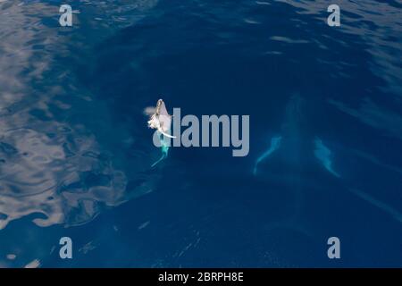 Vue aérienne de la mère de baleines à bosse et du veau espion-saut, Megaptera novaeangliae, près de l'île de Nomuka, groupe Ha'apai, Royaume des Tonga, Pacifique Sud Banque D'Images