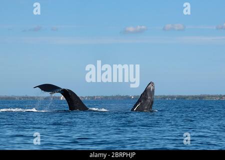 Baleine à bosse, Megaptera novaeangliae, braconnage des veaux comme plongeons de mère, Kihei, Maui, Hawaii, sanctuaire marin national de la baleine à bosse d'Hawaï, États-Unis Banque D'Images