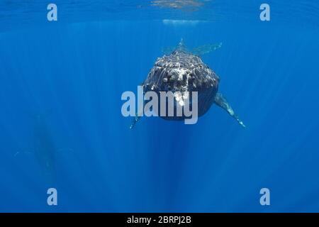 Baleine à bosse femelle, Megaptera novaeangliae, nageant vers la caméra pendant que l'homme escorte dans les plongées en arrière-plan, Maui, Hawaii, États-Unis Banque D'Images