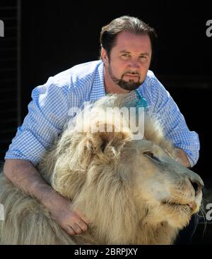 Munich, Allemagne. 18 mai 2020. Martin Lacey, entraîneur d'animaux, est assis derrière le Roi Lion blanc des Tonga. Le Cirkus Krone a également été touché par la crise de Corona. Crédit : Lino Mirgeler/dpa/Alay Live News Banque D'Images