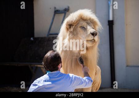 Munich, Allemagne. 18 mai 2020. Martin Lacey, entraîneur d'animaux, peigne le Roi Lion blanc des Tonga. Le cirque Krone a également été frappé par la crise de Corona. Crédit : Lino Mirgeler/dpa/Alay Live News Banque D'Images