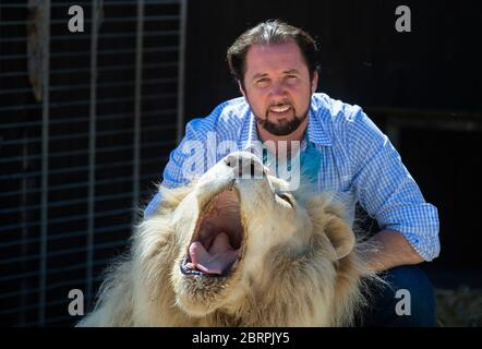 Munich, Allemagne. 18 mai 2020. Martin Lacey, entraîneur d'animaux, est assis derrière le Roi Lion blanc des Tonga. Le Cirkus Krone a également été touché par la crise de Corona. Crédit : Lino Mirgeler/dpa/Alay Live News Banque D'Images