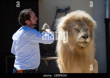 Munich, Allemagne. 18 mai 2020. Martin Lacey, entraîneur d'animaux, peigne le Roi Lion blanc des Tonga. Le cirque Krone a également été frappé par la crise de Corona. Crédit : Lino Mirgeler/dpa/Alay Live News Banque D'Images